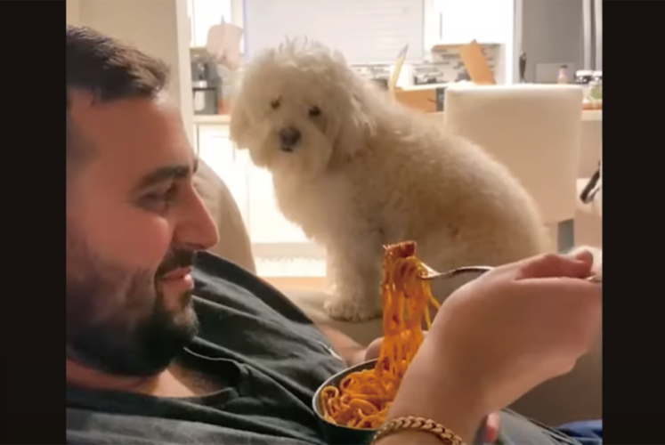 パパさんの食事が気になる？愛犬がじっと見つめておねだりするかと思えば、目が合うと・・