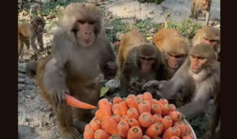 サルたちがニンジンをもぐもぐ。バケツいっぱいのニンジンがどんどんなくなっていく!!【海外・動画】