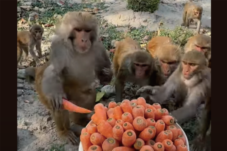 サルたちがニンジンをもぐもぐ。バケツいっぱいのニンジンがどんどんなくなっていく！！【海外・動画】