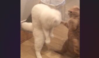 飼い主さんも「猫？」と疑うスコティッシュフォールドの姿に反響！「イエティの赤ちゃん？」「新種の生き物みたい」