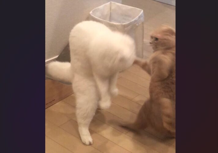 飼い主さんも「猫？」と疑うスコティッシュフォールドの姿に反響！「イエティの赤ちゃん？」「新種の生き物みたい」