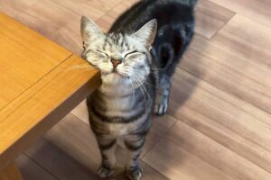 テーブルの角でスリスリ。ご満悦な猫がかわいすぎると話題に！「見てるこちらも幸せになれる」「画角がいい」