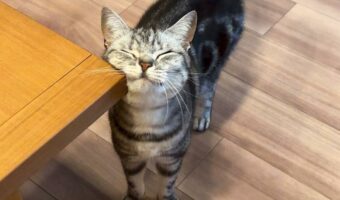 テーブルの角でスリスリ。ご満悦な猫がかわいすぎると話題に!「見てるこちらも幸せになれる」「画角がいい」