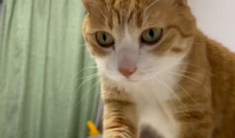 寝込んでいる飼い主さんの生存確認に来る猫がかわいすぎると話題に「圧がすごい」「なんでずっと寝てるにゃ」