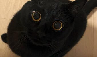 おめめしか見えない！？黒猫の最高にかわいい瞬間に反響！「おめめくりくりでかわいい」「綺麗なおめめだにゃ」