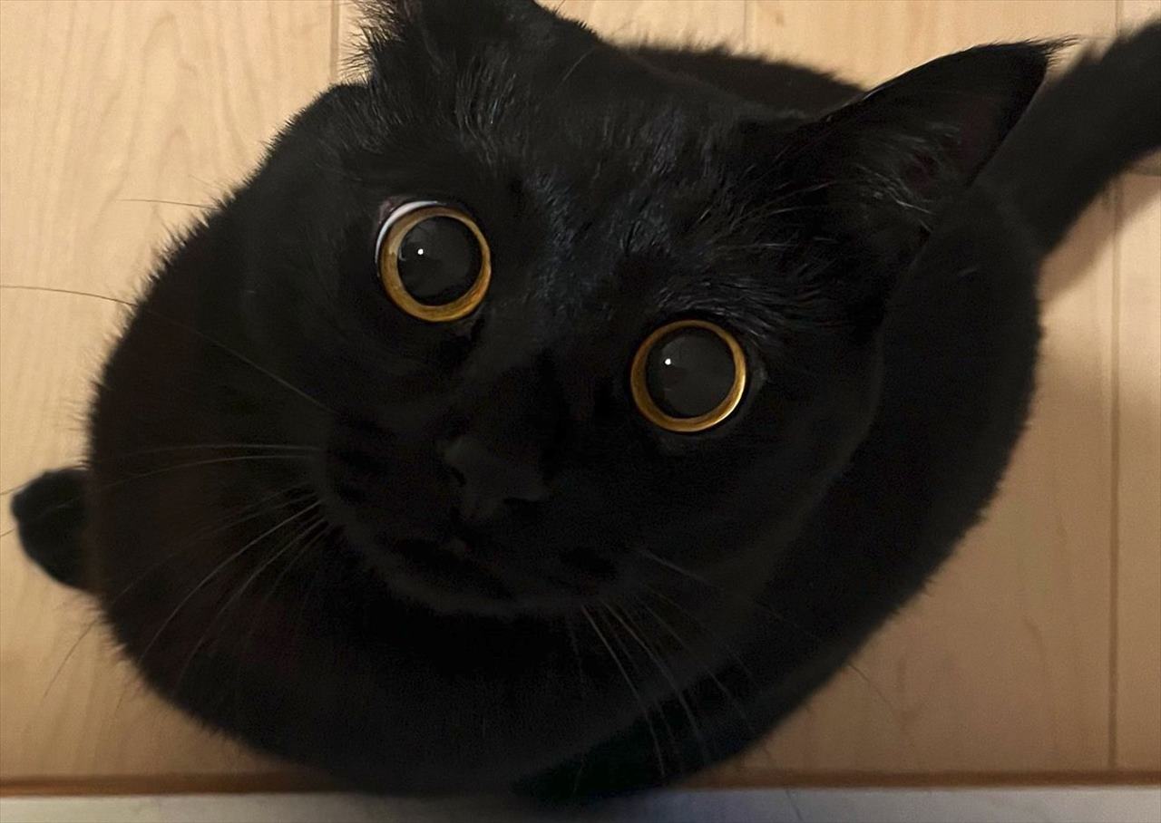 おめめしか見えない!?黒猫の最高にかわいい瞬間に反響!「おめめくりくりでかわいい」「綺麗なおめめだにゃ」