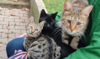 ヒザに3匹の猫が乗る『ヒザねこトリプル』ができるまでの過程に反響!「3匹目の無理矢理感」「みんな人懐こい」