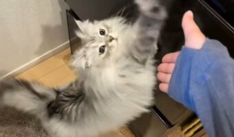 飼い主さんにおててを伸ばす猫。タッチができなかったので・・「ただの伸びみたいになってる」