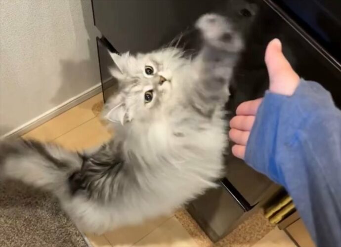 飼い主さんにおててを伸ばす猫。タッチができなかったので・・「ただの伸びみたいになってる」