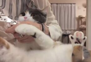猫が爪切りを拒否！猫キックがかわいすぎると話題に「2段階のキック」「最初は安心しきってたんですね」