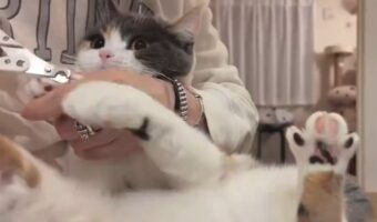 猫が爪切りを拒否!猫キックがかわいすぎると話題に「2段階のキック」「最初は安心しきってたんですね」