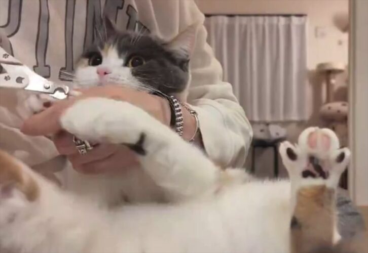 猫が爪切りを拒否！猫キックがかわいすぎると話題に「2段階のキック」「最初は安心しきってたんですね」