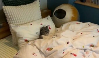 仕事中に抱っこのおねだりしてきた猫をベッドに座らせて『とある動画』を見せた結果・・。その姿が話題に！！