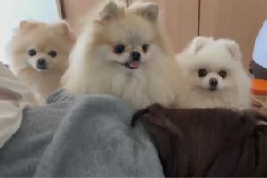 朝ごはんのおねだりをするポメラニアン3姉妹。飼い主さんを起こそうとする姿がかわいすぎる！