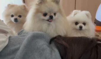 朝ごはんのおねだりをするポメラニアン3姉妹。飼い主さんを起こそうとする姿がかわいすぎる!
