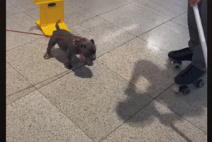 子犬がショッピングモールでお気に入りのオモチャを発見！飛びかかって噛みついくほど気に入ったのは・・【海外・動画】