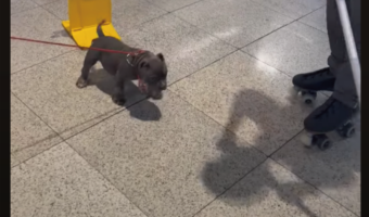 子犬がショッピングモールでお気に入りのオモチャを発見!飛びかかって噛みついくほど気に入ったのは・・【海外・動画】