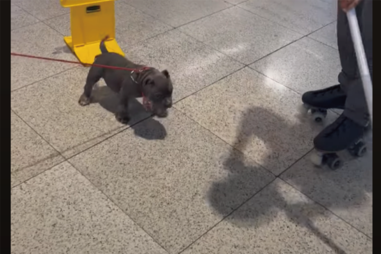 子犬がショッピングモールでお気に入りのオモチャを発見！飛びかかって噛みついくほど気に入ったのは・・【海外・動画】