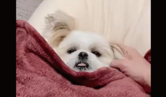 ウトウトするポメシーズ。寝かしつけられるその様子がかわいすぎる！「舌が少し出ているの悶絶します」