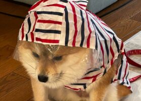 おさんぽ前に絶望に打ちひしがれている柴犬。その表情に「この世の終わりのよう」「悟った表情」