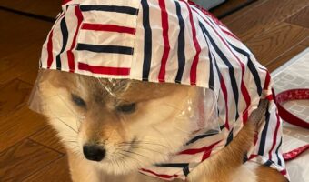 おさんぽ前に絶望に打ちひしがれている柴犬。その表情に「この世の終わりのよう」「悟った表情」