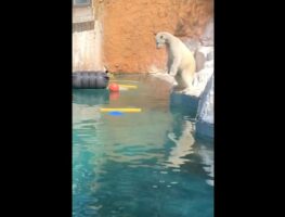 「ダイビングの入水みたい」「左足がかわいい」しろくまが見せたジャイアントストライドエントリーがかわいすぎる！