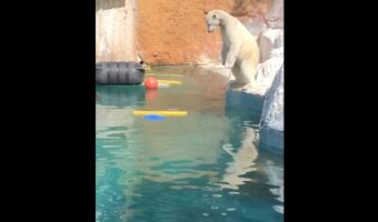 「ダイビングの入水みたい」「左足がかわいい」しろくまが見せたジャイアントストライドエントリーがかわいすぎる!