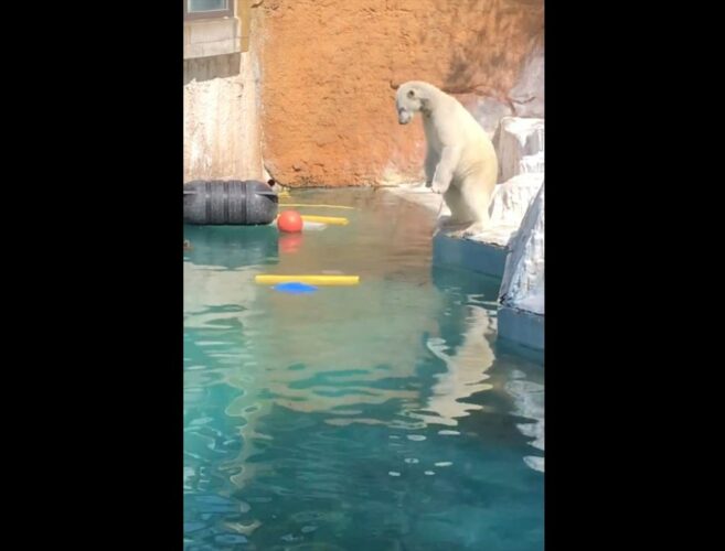 「ダイビングの入水みたい」「左足がかわいい」しろくまが見せたジャイアントストライドエントリーがかわいすぎる！