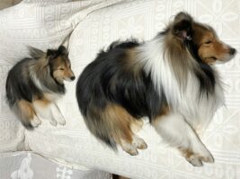 シェットランドシープドッグの親子の寝姿が話題に！「かわいすぎる」「やっぱり親子だなぁ」