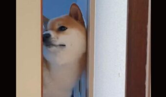 通れるはずなのに柴犬がもう少し開けた!その理由に「賢い」「イタズラっ子」の声