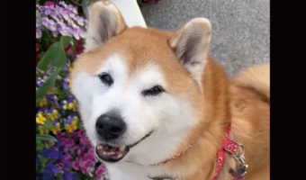 お花の前に行ってポーズ!柴犬のかわいすぎる行動に「もはやプロのモデル」「映えを知り尽くしてる」