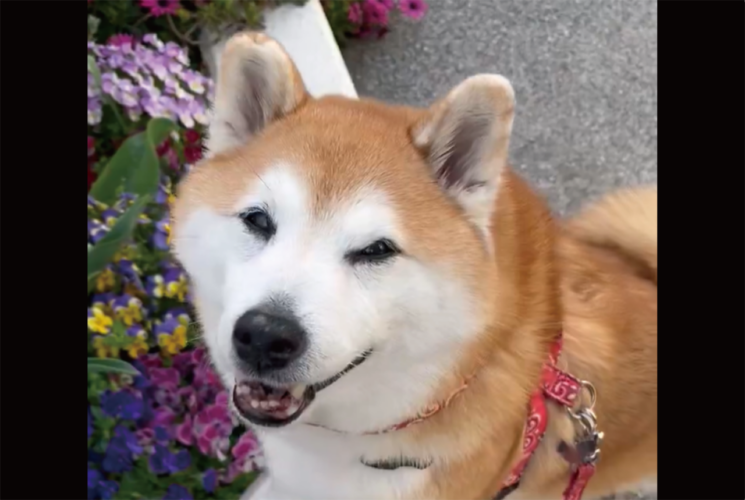 お花の前に行ってポーズ！柴犬のかわいすぎる行動に「もはやプロのモデル」「映えを知り尽くしてる」