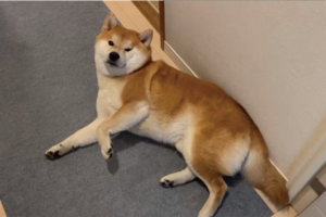 「なんだお前か」みたいな顔をしてまた寝始めた柴犬に「邪魔しないで～って言ってるみたい」「ちょっと浮いてる前足がかわいい」