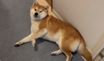 「なんだお前か」みたいな顔をしてまた寝始めた柴犬に「邪魔しないで~って言ってるみたい」「ちょっと浮いてる前足がかわいい」