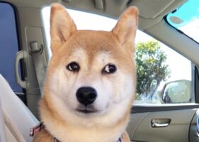 いつもの公園じゃない！？爪切りサロンに到着したことを悟った柴犬に「目がキョドキョドしてる」「きっと内心はこんな顔」