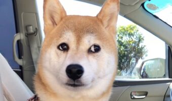 いつもの公園じゃない!?爪切りサロンに到着したことを悟った柴犬に「目がキョドキョドしてる」「きっと内心はこんな顔」