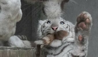 お母さんの尻尾をぱくっ!イタズラして怒られるホワイトタイガーの子供が話題に!「てへって感じがたまらない」