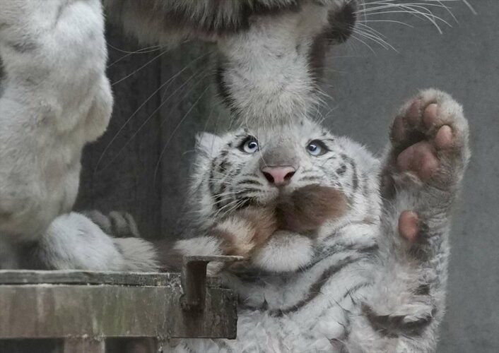 お母さんの尻尾をぱくっ！イタズラして怒られるホワイトタイガーの子供が話題に！「てへって感じがたまらない」