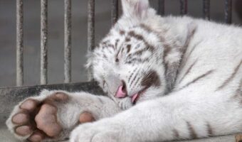 ぐっすり眠るホワイトタイガー。舌をしまい忘れているのがかわいすぎる！「遊び疲れてくったり」「大きい猫・・・」