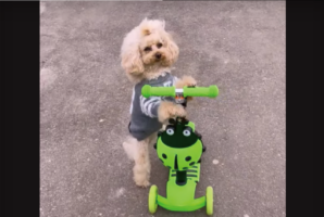 トイプードルのかわいい特技。つかまり立ちしてキックボードで楽しいおさんぽ！！【海外・動画】