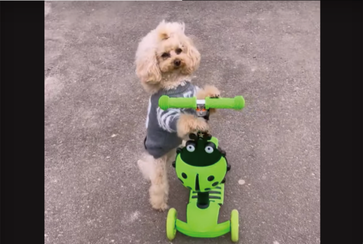トイプードルのかわいい特技。つかまり立ちしてキックボードで楽しいおさんぽ！！【海外・動画】