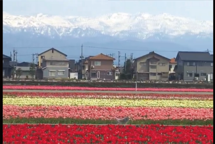 北アルプスを背景に咲き誇るチューリップ『にゅうぜんフラワーロード』で撮影された映像が美しすぎると話題に
