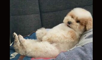 撫でられ待ちのトイプードルがかわいすぎる！「さぁ！撫でるのです」「足先がかわいい」