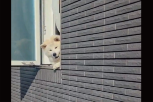 秋田犬がお出迎えしてくれたと思ったら・・。次の行動に「よし、任務完了って感じ」「無事確認！んじゃね〜」