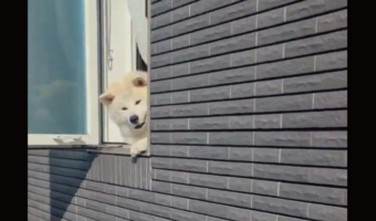 秋田犬がお出迎えしてくれたと思ったら・・。次の行動に「よし、任務完了って感じ」「無事確認!んじゃね〜」