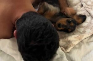飼い主さんと一緒にいたくて離れたがらないダックスフンド。パパさんが寝返りを打つと・・【アメリカ・動画】