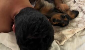 飼い主さんと一緒にいたくて離れたがらないダックスフンド。パパさんが寝返りを打つと・・【アメリカ・動画】
