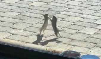 クルミを巡るリスたちの取っ組み合い!?白熱の争うの結果クルミをゲットするのはどっちだ??