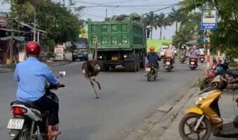 こんなところになぜ?バイクにまじってベトナムの道路を走っていくのは・・【海外・動画】