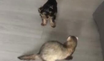 オモチャの取り合いでケンカする子犬とフェレット。微笑ましくも激しいバトルの結末は！？